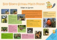 Billy-Bibers-Schlau-Mach-Poster-Singvgel im Garten