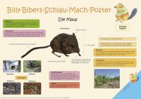 Billy-Bibers-Schlau-Mach-Poster  Die Maus