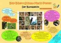 Billy-Bibers-Schlau-Mach-Poster  Der Specht